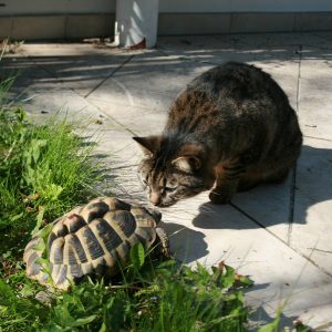 cat, tortoise, friendship-2714331.jpg